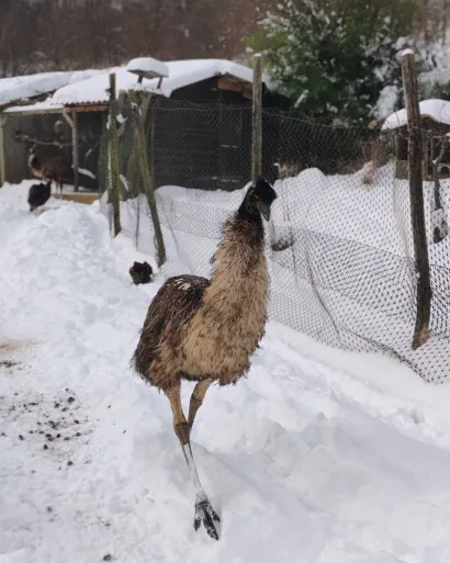 Zbog trenutke situacije, novih udomljavanja do daljnjeg nema/Foto: Grgina arka