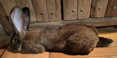 Nova je potreban i za kastraciju zečeva/Foto: Grgina arka