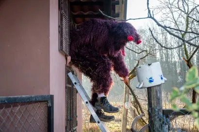 Medvjed je konačno pronađen/Foto: Foto by Goldy