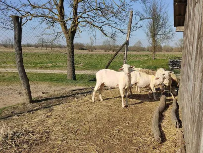 Od ovaca dobivaju prirodno gnojivo/Foto: Privatni album 