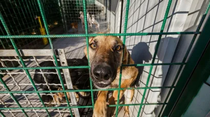 Pas je trenutno u azilu u Severinu/Foto: Zvonimir Barisin/CROPIX (ilustracija)