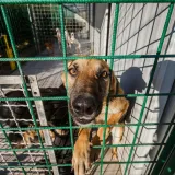 Pas je trenutno u azilu u Severinu/Foto: Zvonimir Barisin/CROPIX (ilustracija)