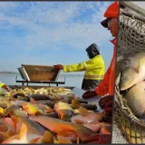 Foto: Ribnjačarstvo Končanica