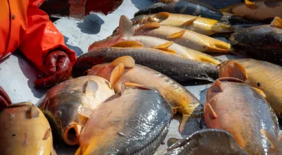 Foto: Nikica Puhalo/MojPortal.hr