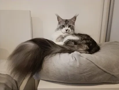 Ash/Foto: Savez felinolo&scaron;kih dru&scaron;tava Hrvatske