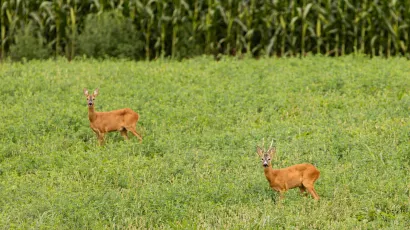 Foto: Matija Djanjesic/CROPIX (Ilustracija)