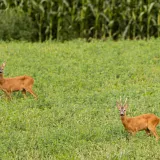 Foto: Matija Djanjesic/CROPIX (Ilustracija)