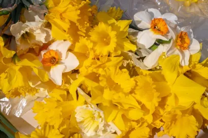 Foto: Predrag Uskoković