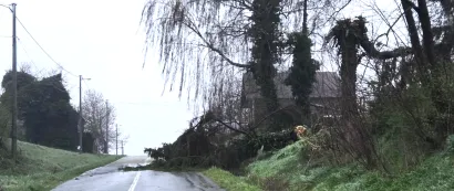 Drvo na cesti u Lasovcu/Foto: Čitatelj