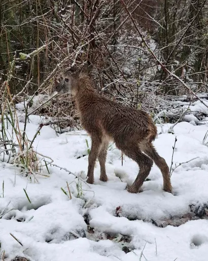 Sudeći prema pupčanoj vrpci, mladunče je tek stiglo na svijet/Foto: Tomo Marković