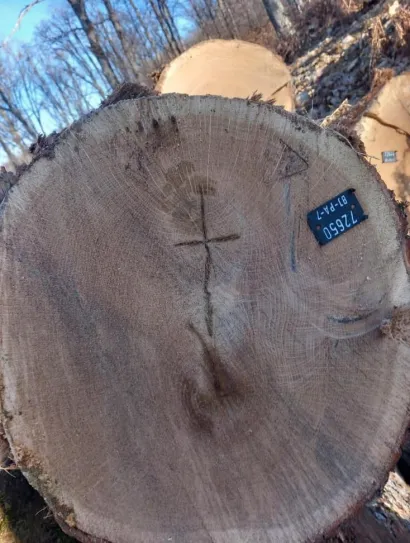 Foto: Tomo Marković