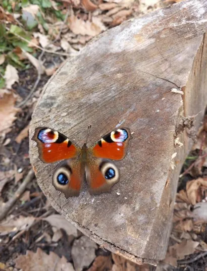 Fora i fauna Slavonije odu&scaron;evljavaju raznoliko&scaron;ću i ljepotom/Foto: Tomo Marković