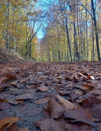 Foto: Tomo Marković