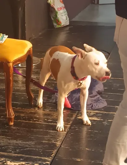 Gili je bila prava senzacija/Foto: Narodna knjižnica ''Petar Preradović''