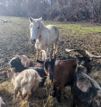 Hrana je na izmaku/Foto: Grgina arka