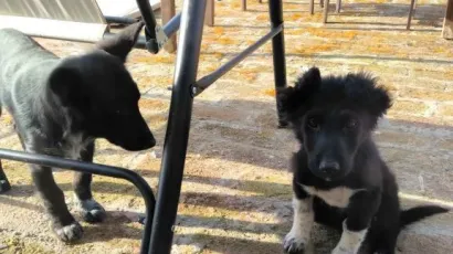 Foto: Općina Severin