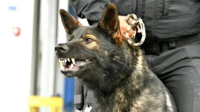 pas je bio bez nadzora/Foto: Srdjan Vrancic/CROPIX (Ilustracija)