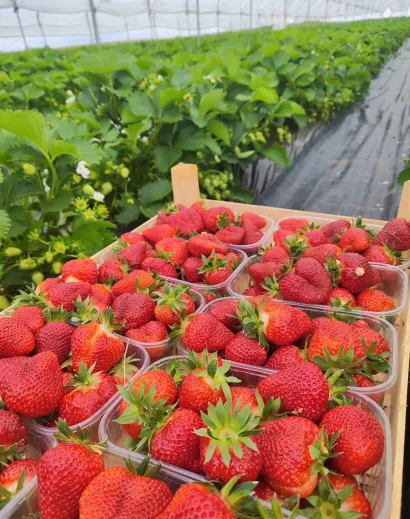 Slasni plodovi iz Rovi&scaron;ća/Foto: OPG Franjić