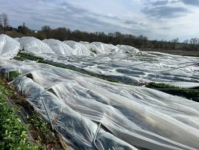 Plastični pokrov prekrio je jagode u cvatu/Foto: Privatni album
