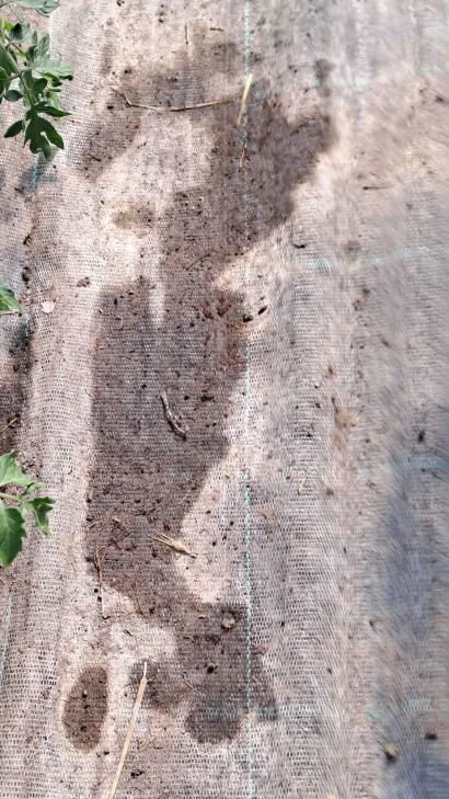 Posljedice poplave i danas su vidljive u plastenicima obitelji Pranić/Foto: Privatni album