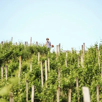 Vinograde je prvi u obitelji Rohlik počeo obrađivati djed Viktor/Foto: Privatni album