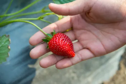 Slasni plodovi bez kojih je proljeće nezamislivo/Foto: Freepik