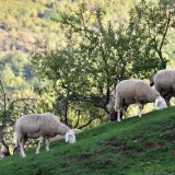 Foto: Du&scaron;ko Maru&scaron;ić/CROPIX