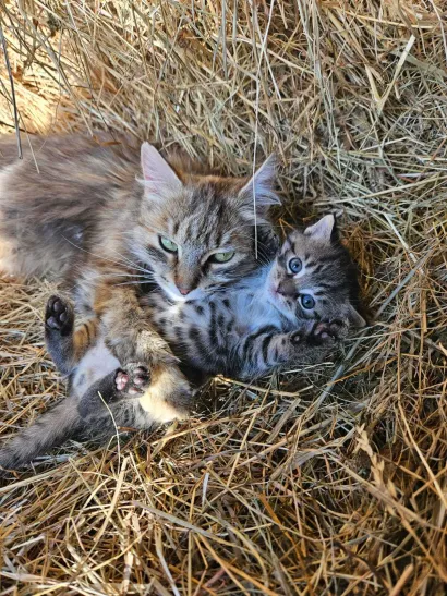 I mačke su tu da uljep&scaron;aju svaku proslavu/Foto: Privatni album